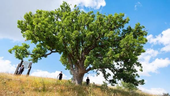Yozgat’ta 554 Yıllık Doğa Mirası: Köylüler Asırlık Meşeyi Gözü Gibi Koruyor