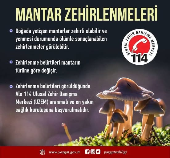Uzmanlardan Hayati Uyarı: Doğada Toplanan Mantarlar Ölümcül Olabilir