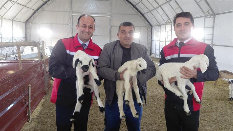 İl Müdürü Şentürk Çekerek'te Besicilik İşletmelerini İnceledi